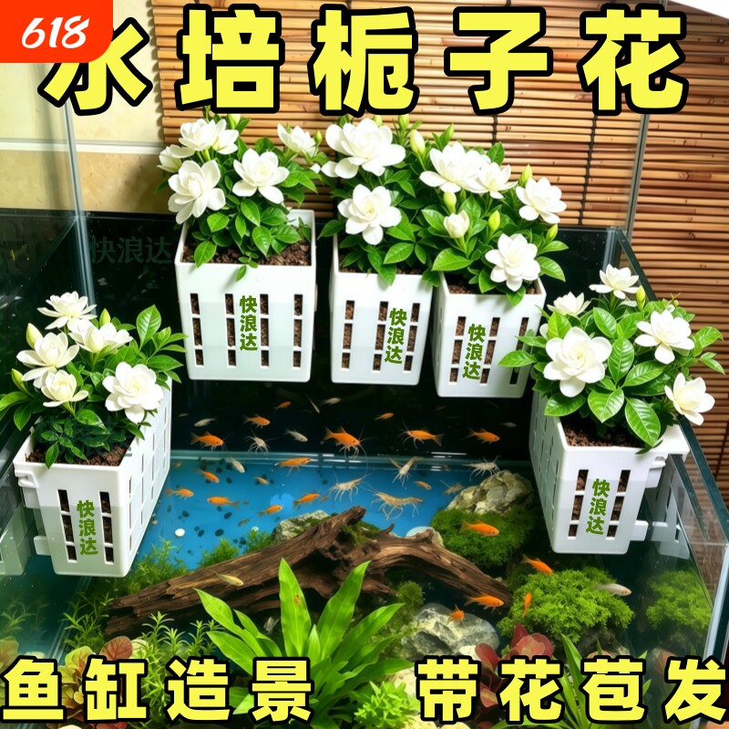 水培栀子花盆栽带花苞四季好养室内花卉绿植物办公室桌面水养鲜花