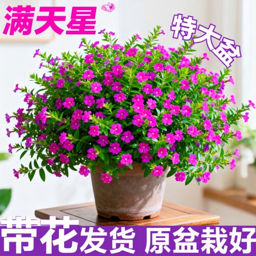 满天星盆栽鲜花好养易活多季开花带花苞植物阳台花卉花苗室内花期