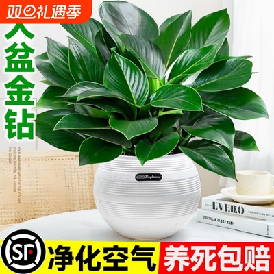 大盆金钻盆栽绿公主办公室除甲醛