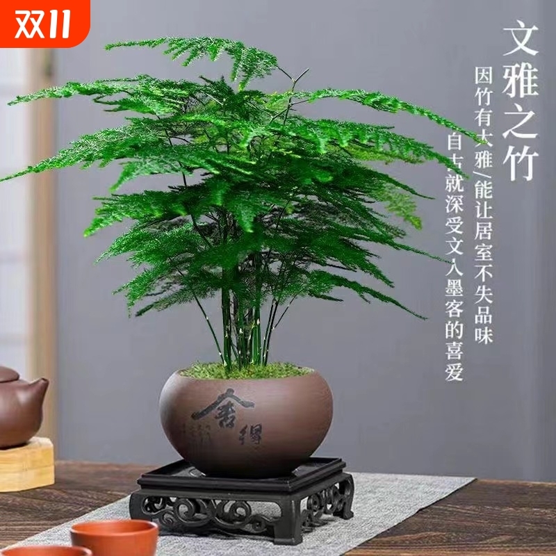 禅意文竹盆栽植物办公室内小叶赤楠盆景桌面绿植好养云竹四季常青