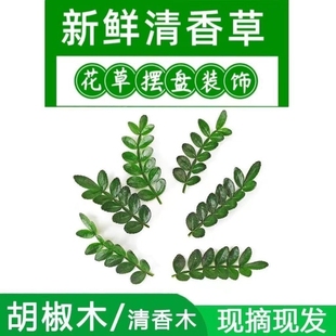 清香木蛋糕装 饰叶子新鲜西餐烘焙植物摆盘点缀胡椒木商用花艺酒店