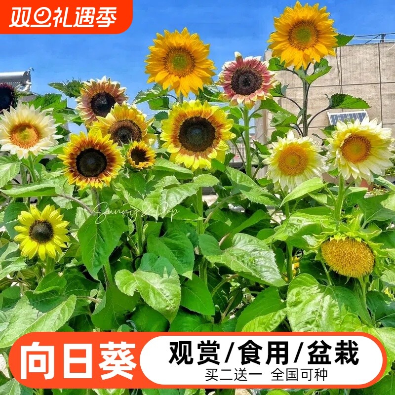 大粒食用向日葵种子大瓜高产耐旱