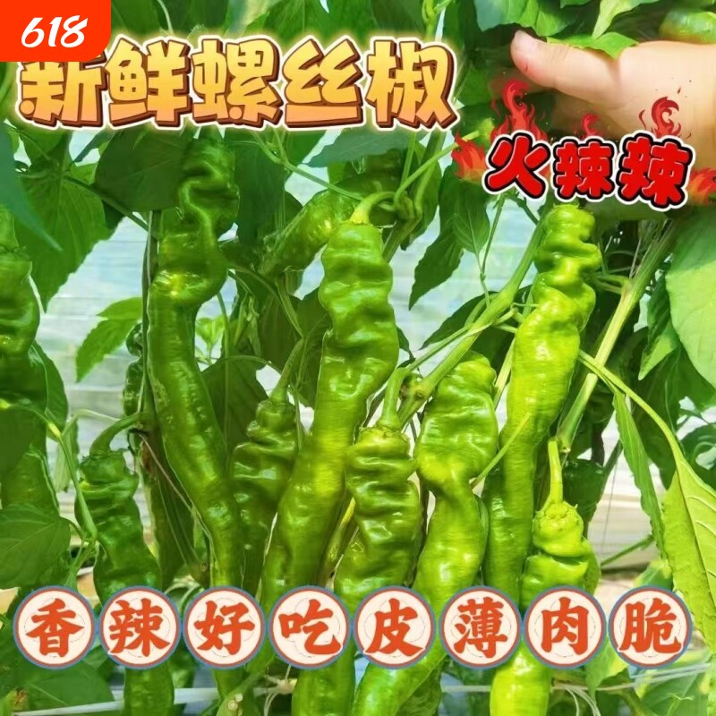 新鲜螺丝椒辣椒特辣青椒当季蔬菜农家青辣椒中辣山西包邮自种现摘