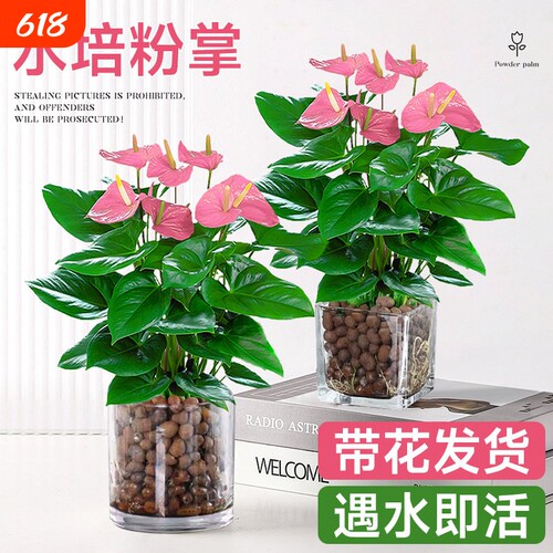 水培植物粉掌盆栽带花红掌白掌风顺花卉鲜花室内好养绿植四季开花