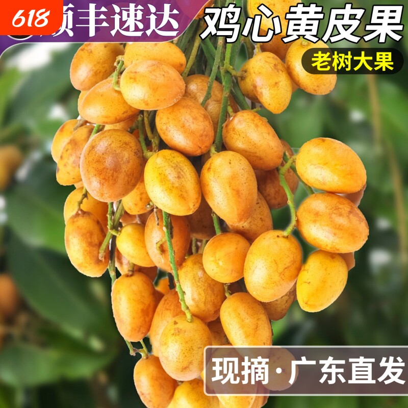 顺丰正宗广东鸡心黄皮果新鲜水果现摘大果黄弹子酸甜当季整箱包邮