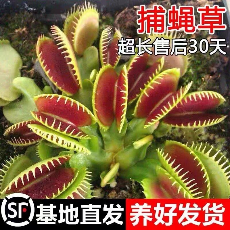 捕蝇草猪笼草食虫草多肉植物驱蚊捕蚊草食蚊草超大捕虫草趣味盆栽