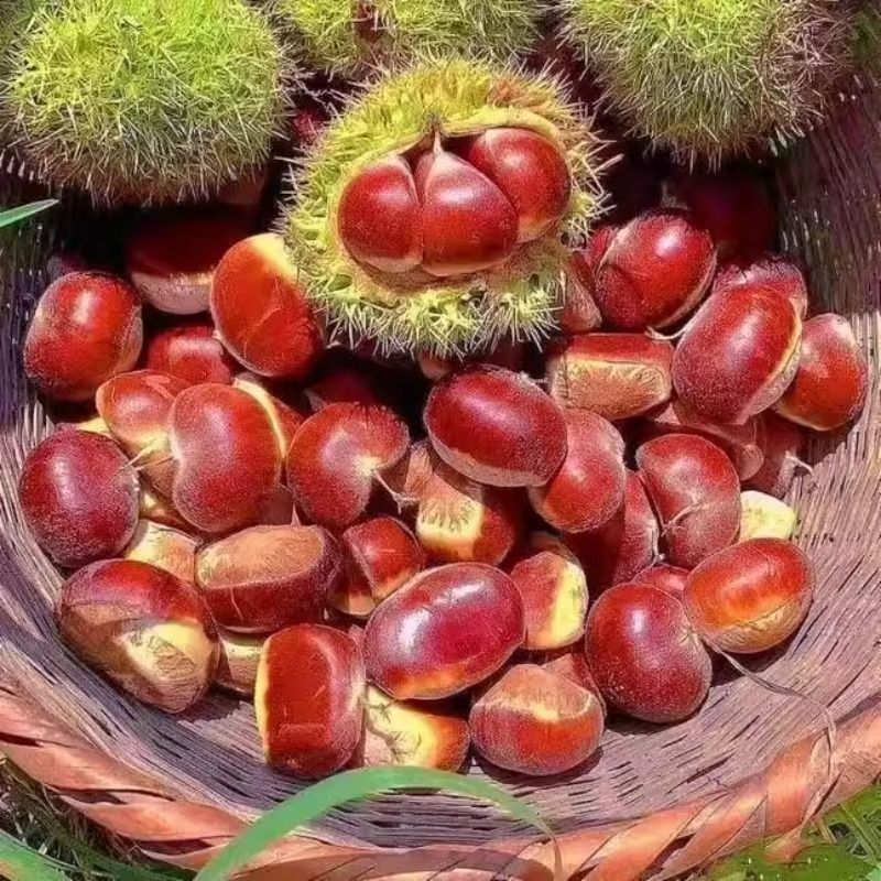 正宗丹东板栗东北辽宁栗子新鲜板栗蔬菜板栗王新下树批发