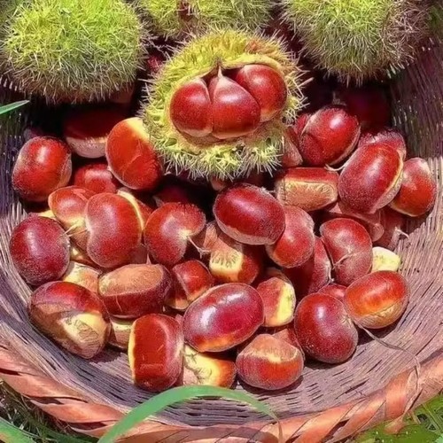 正宗丹东板栗东北辽宁栗子新鲜板栗蔬菜板栗王新下树批发
