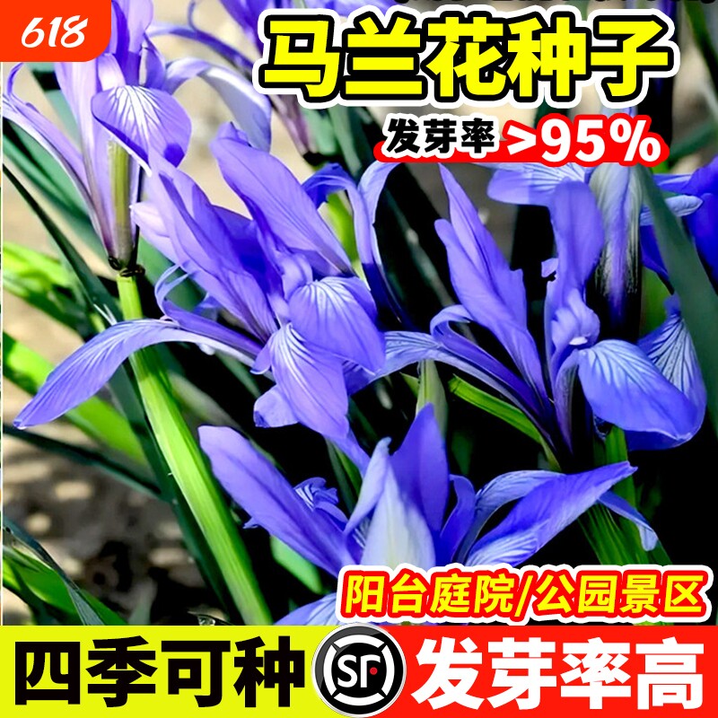 马兰花种子宿根多年生耐寒耐旱庭院阳台盆栽四季播种易活观赏花籽