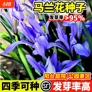 马兰花种子宿根多年生耐寒耐旱庭院阳台盆栽四季播种易活观赏花籽