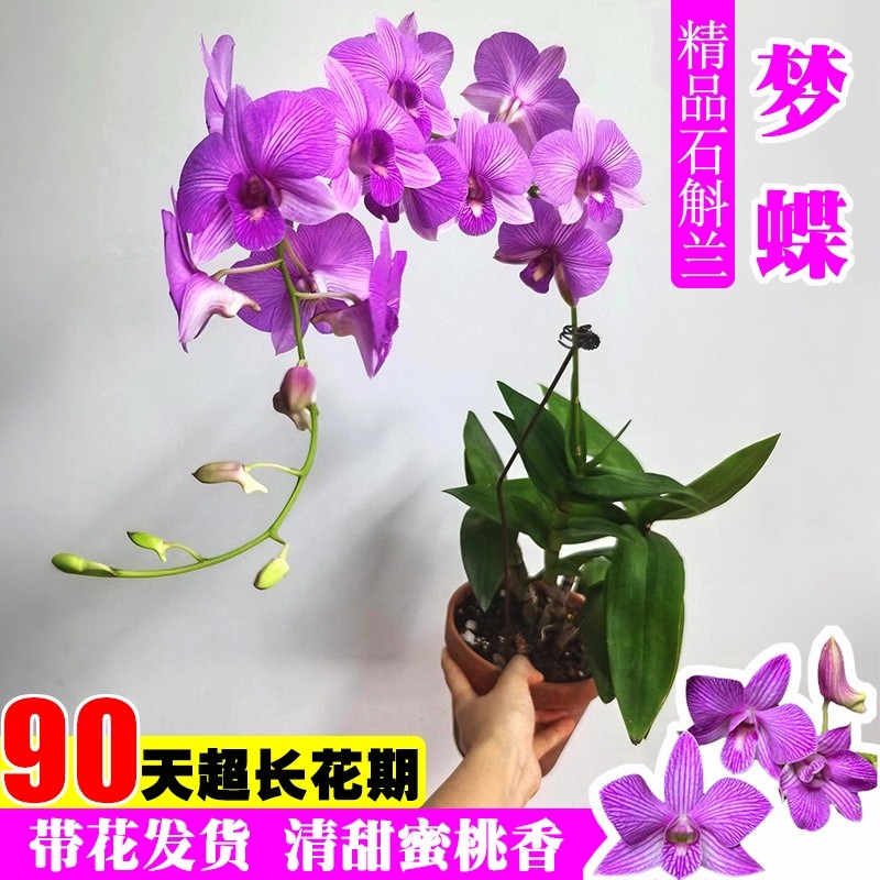 带花苞梦蝶秋石斛浓香泼墨石斛兰花苗室内好养可水培绿植盆栽花卉