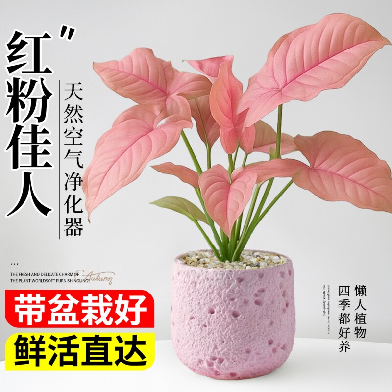 红粉佳人合果芋竹芋盆栽花卉绿植办公室桌面植物盆景摆件四季好养