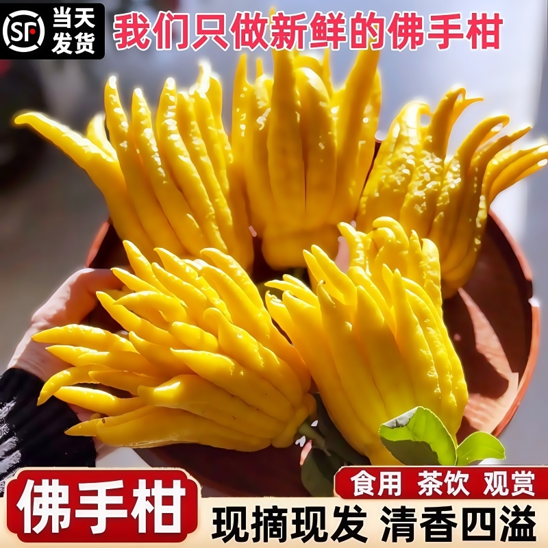 现摘带枝水养鲜果水培佛手瓜观赏清供把玩热销