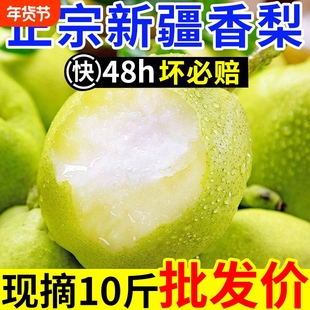 正宗爆甜新疆香梨新鲜水果梨子红香酥梨源自库尔勒杂交品种现摘
