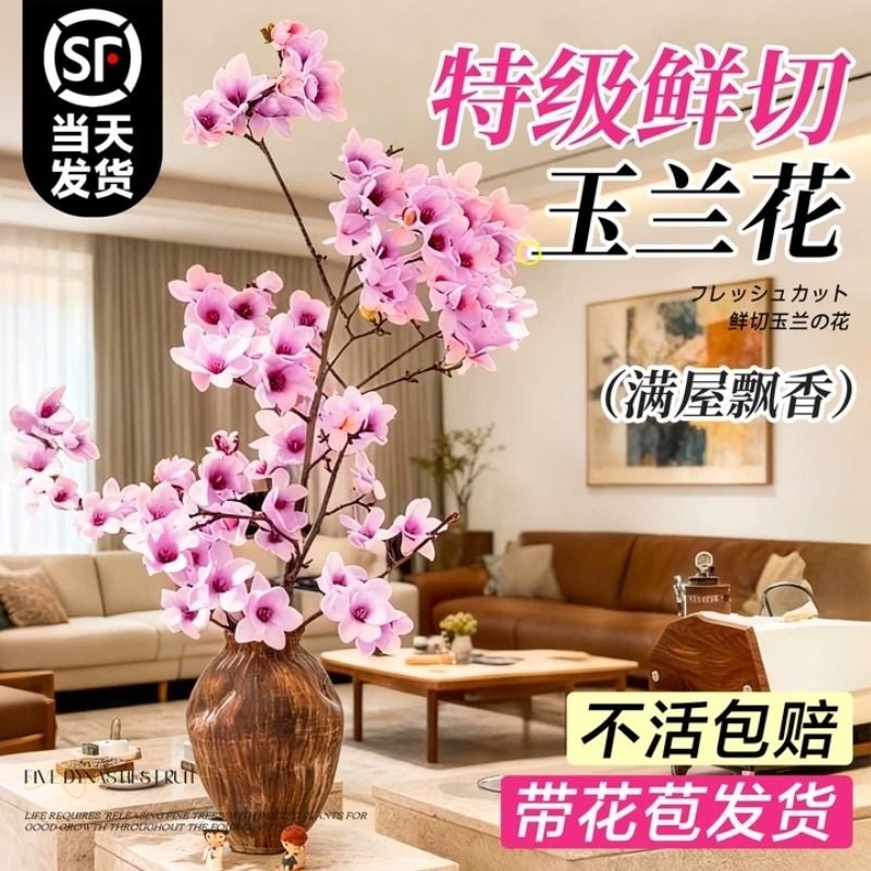 白玉兰花水培干枝鲜切带花苞鲜枝室内办公室植物四季绿植好养花卉