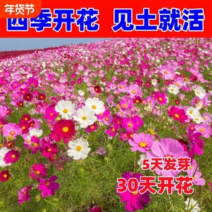 波斯菊花种子格桑花种籽子易活花籽庭院室外公园耐寒野花组合种子