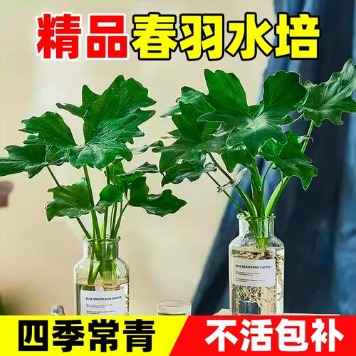 春羽水培植物室内盆栽客厅办公室桌面水养绿植绿植花卉大叶龟背竹