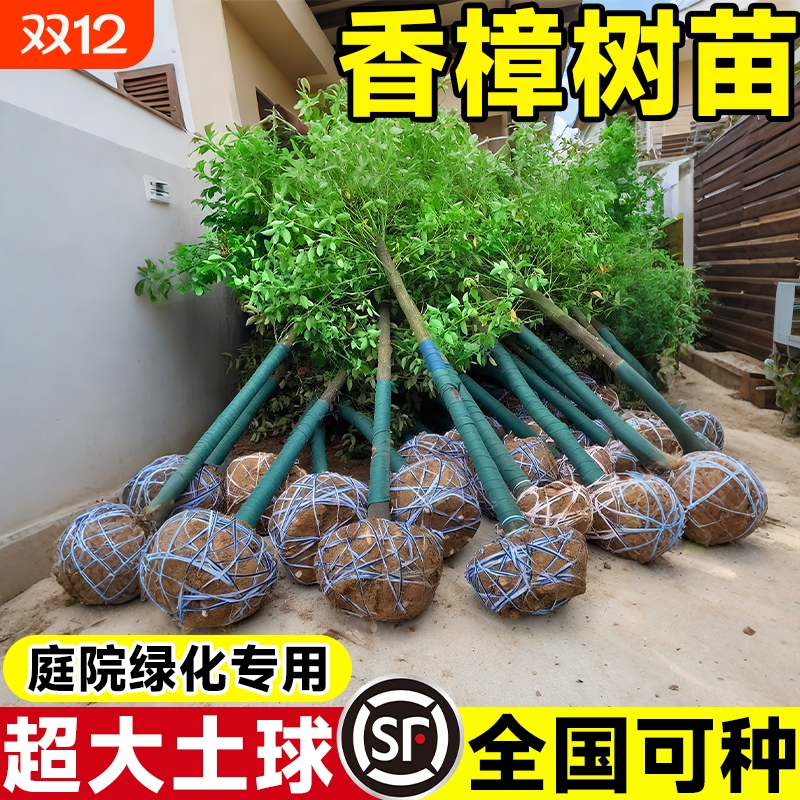 香樟树苗大树樟木庭院绿化南北方种植四季常青小叶龙脑樟驱蚊盆栽