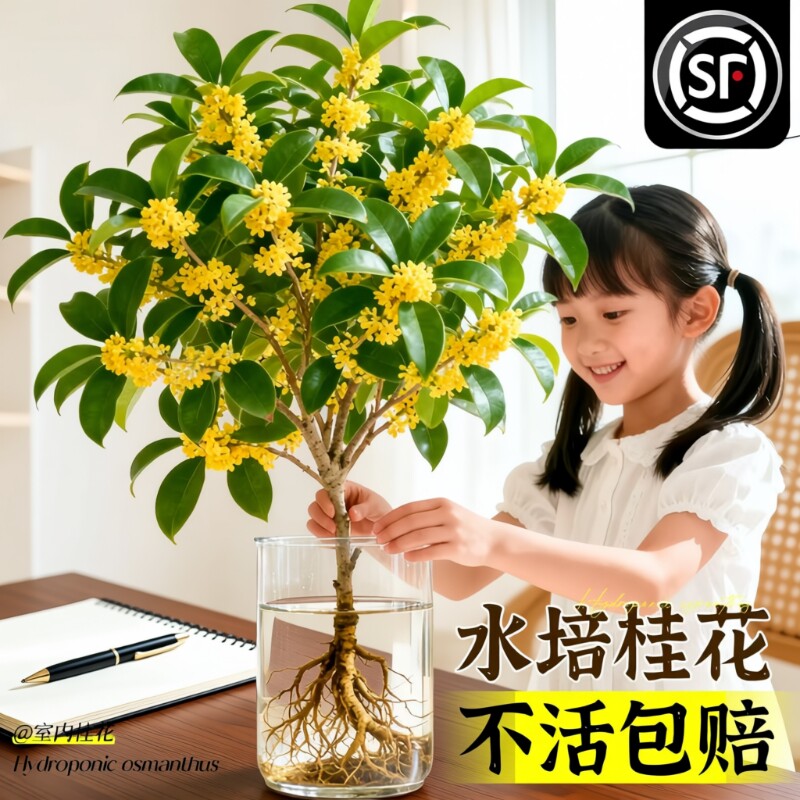 水培四季桂花树苗带花苞盆栽客厅室内植物阳台花卉办公室桌面绿植