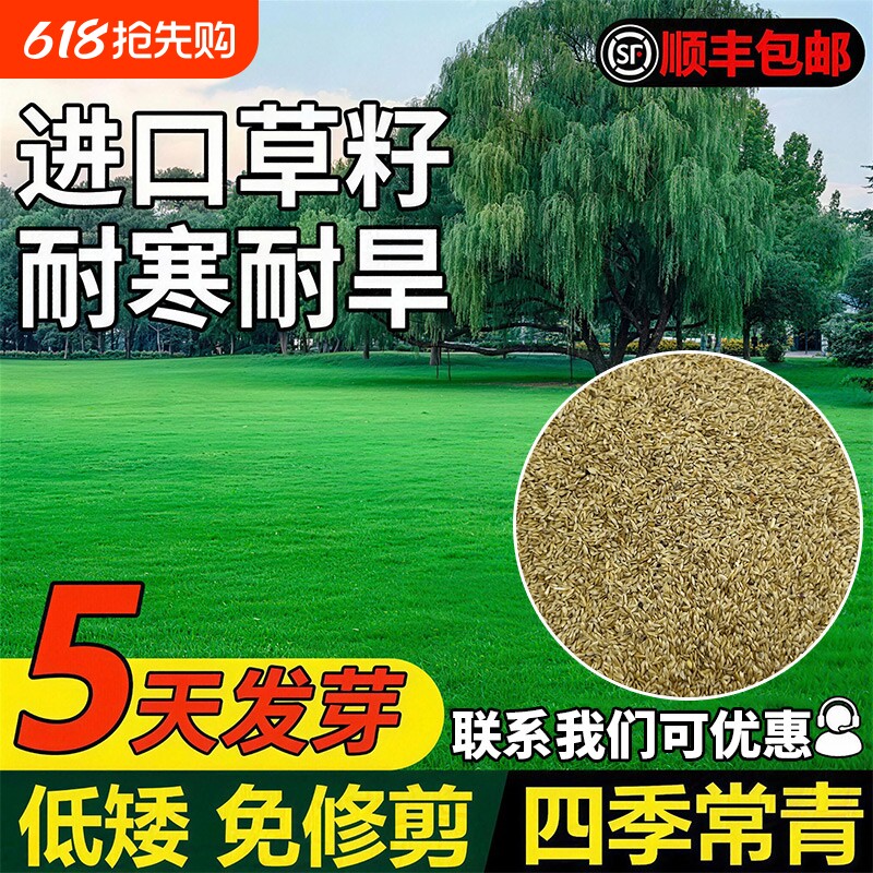 草坪草籽四季常青草皮耐寒护坡固土狗牙根种子高羊茅黑麦多年生