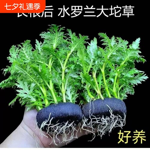 水罗兰坨草鱼缸造景真水草带坨植物阴性新手懒人好养入门净水增氧