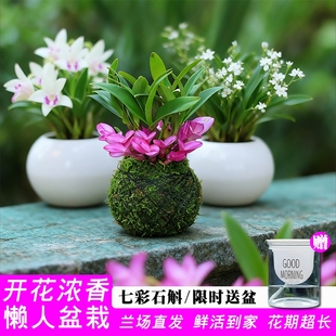 带花精品七彩香水紫云石斛兰花苗苔藓球绿植水培室内禅意盆栽花卉