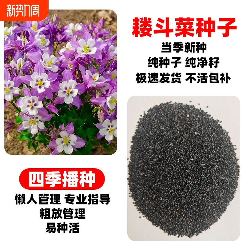 耧斗菜种子耐热耐旱多年生花种籽猫爪花公园景区花海打造景观美化