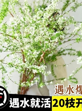 鲜枝花苞水养干枝支水培植物超长花期鲜切花枝条插花室内开花冬季