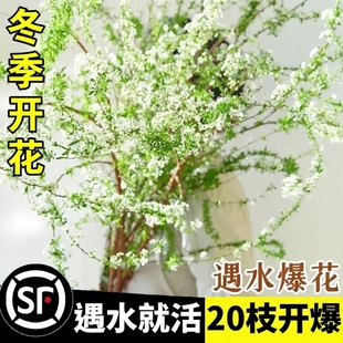 鲜枝花苞水养干枝支水培植物超长花期鲜切花枝条插花室内开花冬季