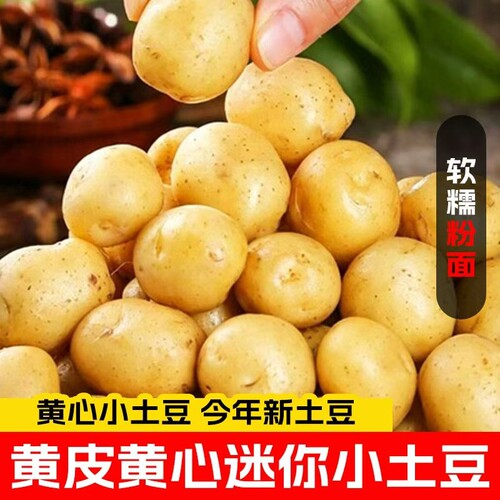 正宗恩施黄心小土豆当季