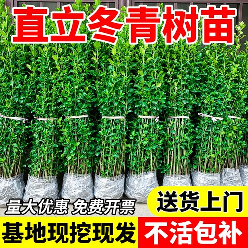 直立冬青树苗北海道黄杨苗绿篱围墙丛生大叶绿化苗木四季耐寒绿植