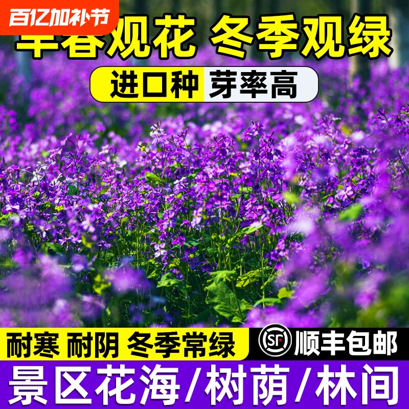 二月兰花籽四季春秋耐寒花种子牵牛花开花北方多年生矢车菊马鞭草