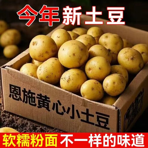 恩施黄心小土豆当季新鲜