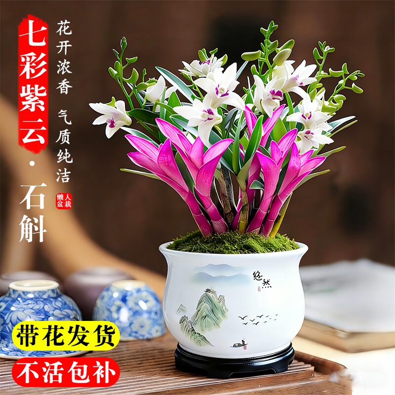 七彩香水石斛兰花净化空气水培开花盆栽花卉带花紫云泼墨冬季凤羽
