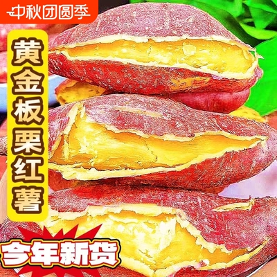 正宗农家现挖板栗黄薯新鲜