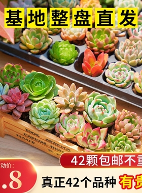 多肉植物套餐组合新手带盆肉肉大颗好养精品玉露桃蛋绿植室内花卉