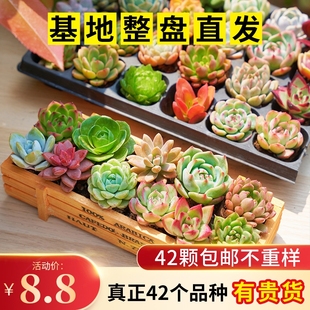 多肉植物套餐组合新手带盆肉肉大颗好养精品玉露桃蛋绿植室内花卉