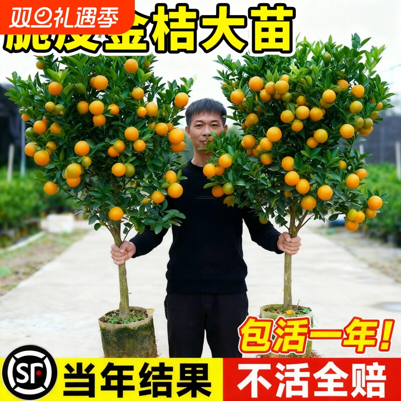 特大橘子树脆皮金桔果树苗盆栽嫁接大苗当年结果南北方种植包活