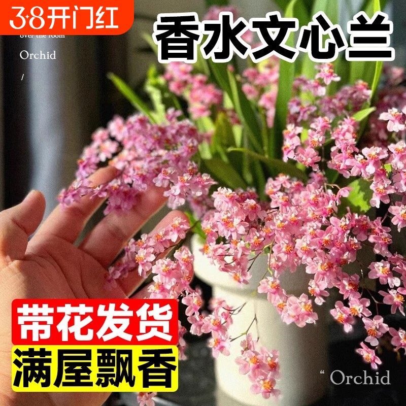 年宵花香水文心兰带花梦香兰花苗可水培室内好养浓香花卉绿植盆栽