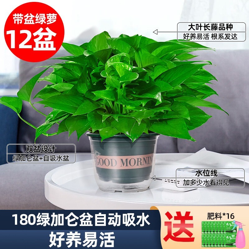绿萝盆栽室内新房家用客厅绿植水培长藤大叶植物花卉盆栽绿箩好养