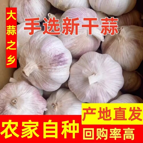 杞县新鲜大蒜新干蒜头产地直发