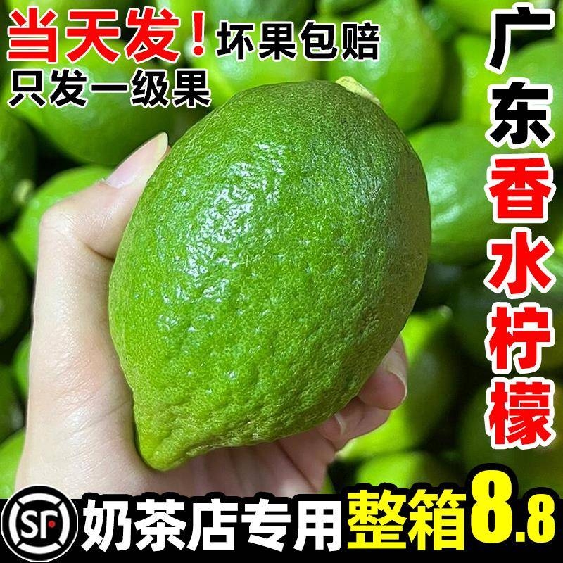 广东香水柠檬新鲜青皮薄一级奶茶店专用商用酸小现摘手打整箱精选