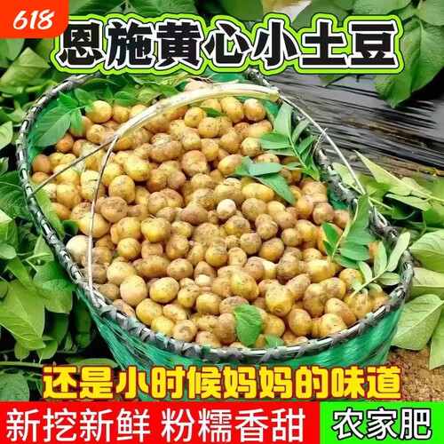 【恩施发货】正宗恩施黄心小土豆当季新鲜小土豆高山洋芋马铃薯