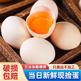 甘肃新鲜土鸡蛋60枚正宗农家散养农村乌柴笨草生鲜鸡蛋 50g/枚