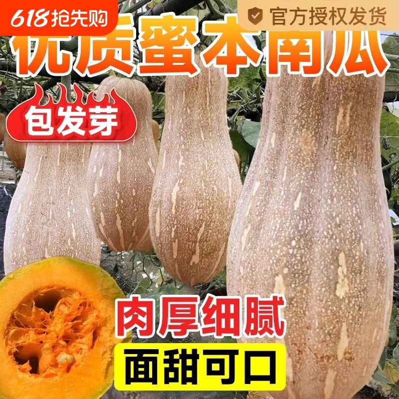 超甜蜜本南瓜种子 甜面细腻肉质面 春季秋季四季蔬菜籽大田高产孑