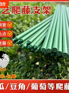 户外葡萄架花园庭院种菜豆角黄瓜