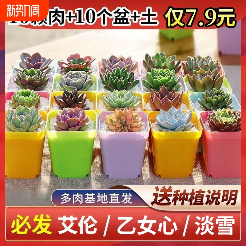肉肉多肉植物盆栽组合带盆多肉大颗好养活绿植花卉阳台种植美观