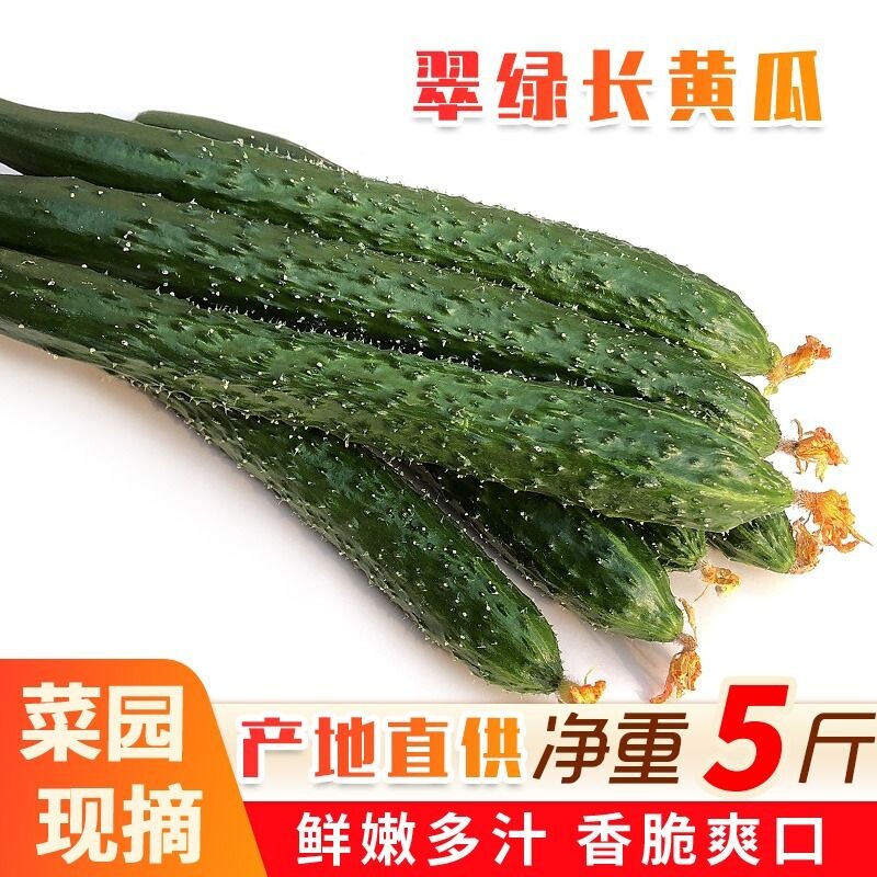 山东当季现摘黄瓜新鲜农家自种蔬菜小青瓜带刺长黄瓜5斤整箱包邮
