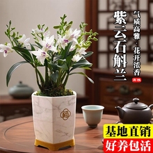 基地直销带花苞泼墨石斛兰四季好养冬紫云室内可水培浓香花卉盆栽