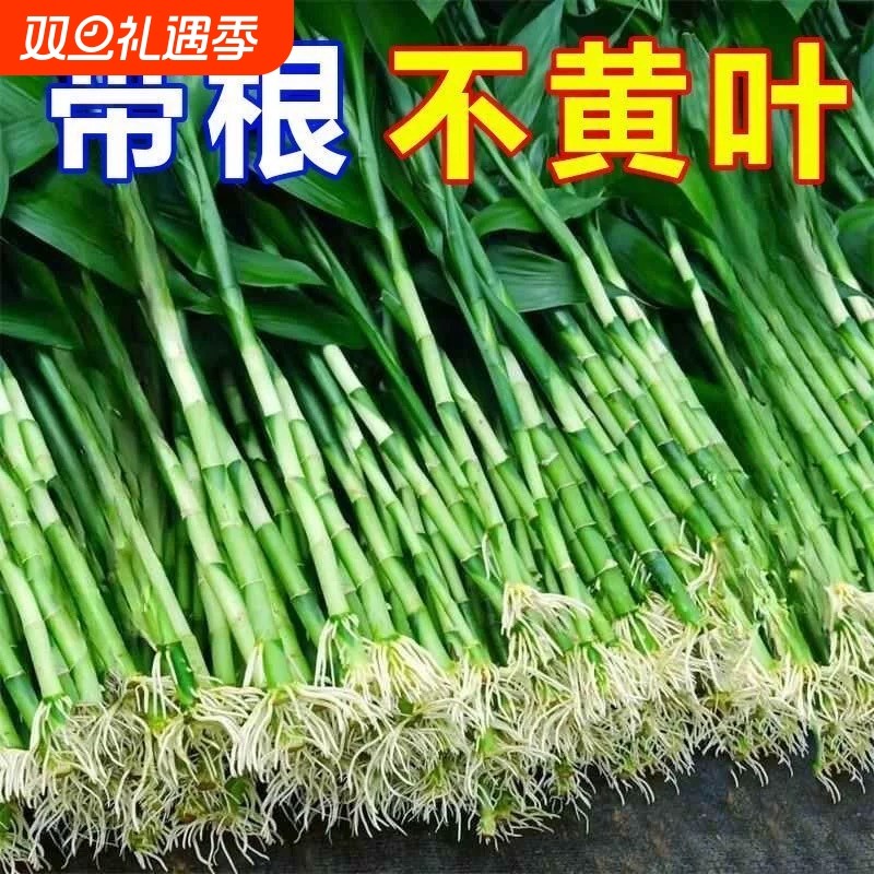粗杆带根富贵竹水培植物花水养客厅土养富贵竹粗竹绿植转运竹好养